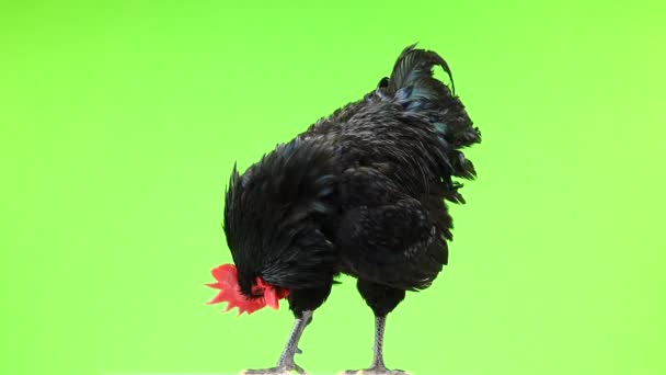 濃い緑色の羽毛を持つ黒い雄鶏オーストラルプ Gallus Gallus 緑色の画面上の羽をきれいにします — ストック動画