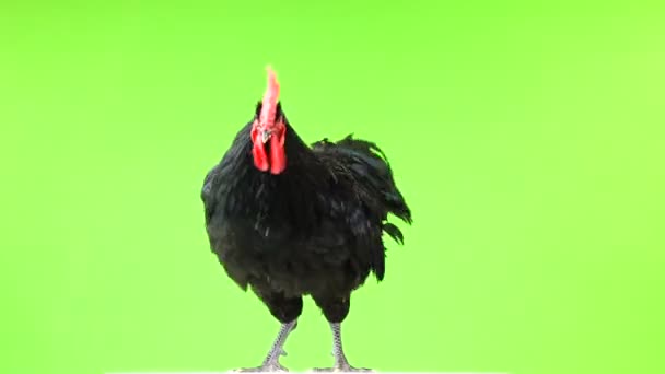 Fekete Kakas Australorp Gallus Gallus Sötétzöld Tollazata Csapkodó Szárnyait Zöld — Stock videók