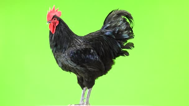 Černý Kohout Australorp Gallus Gallus Tmavě Zeleným Peří Které Zelené — Stock video