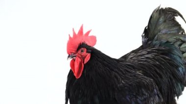 beyaz ekranda şarkı koyu yeşil tüyleri ile portre siyah horoz australorp (Gallus gallus)