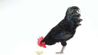 siyah horoz australorp (Gallus gallus) beyaz ekranda koyu yeşil tüyleri içecek su ile