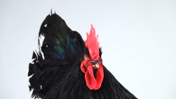 Portret Czarny Rooster Australorp Gallus Gallus Ciemnozielonym Ugryzu Spychając Białym — Wideo stockowe