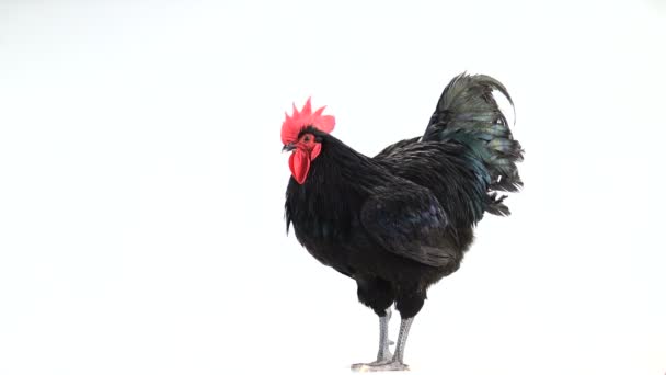 Μαύρο Κόκορας Αυστραλκορπ Μαύρος Σκούρο Πράσινο Φτέρωμα Και Τραγουδά Λευκή — Αρχείο Βίντεο