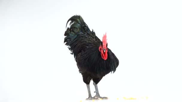 Černý Kohout Australorp Gallus Gallus Tmavě Zeleným Peří Bílém Plátně — Stock video