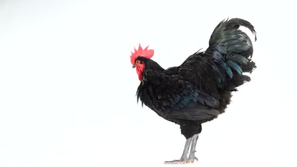 黑公鸡澳大利普 加卢斯胆汁 在白色屏幕上旋转 深绿色羽毛 — 图库视频影像