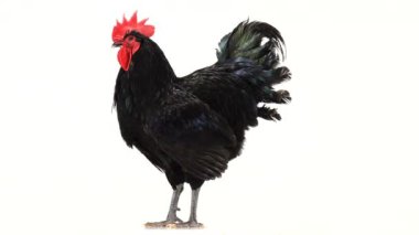 siyah horoz australorp (Gallus gallus) beyaz ekranda koyu yeşil tüyleri ile döner