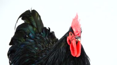 beyaz ekranda koyu yeşil tüyleri ile portre siyah horoz australorp (Gallus gallus)