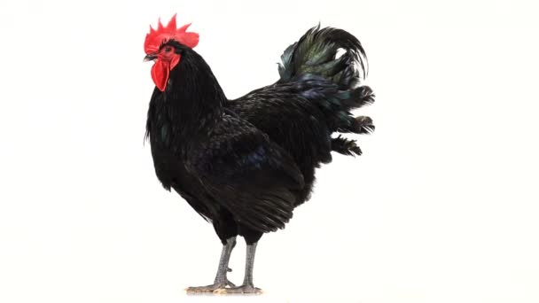 Černý Kohout Australorp Gallus Gallus Otáčí Tmavě Zeleným Peřím Bílé — Stock video