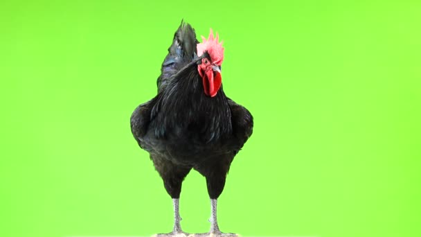 黑色公鸡澳大利普 加卢斯加卢斯 绿屏上深绿色羽毛 — 图库视频影像
