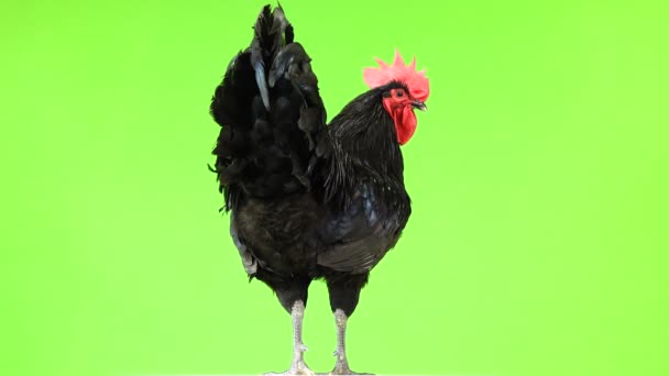 緑色の画面上に濃い緑色の羽毛を持つ黒い雄鶏オーストラルプ Gallus Gallus — ストック動画
