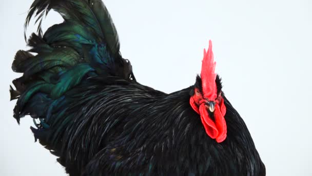 Portret Czarny Rooster Australorp Gallus Gallus Ciemnozielonym Uwiew Białym Ekranie — Wideo stockowe