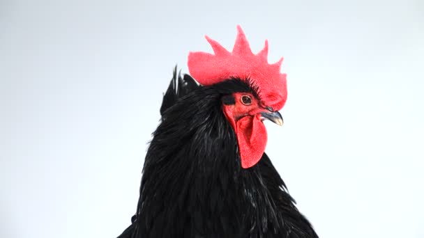 Retrato Gallo Negro Australorp Gallus Gallus Con Plumaje Verde Oscuro — Vídeo de stock