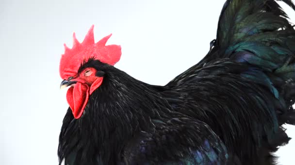 Portret Czarny Rooster Australorp Gallus Gallus Ciemnozielonym Uwiew Białym Ekranie — Wideo stockowe