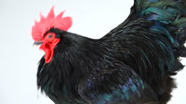 Potret Ayam Hitam Australorp Gallus Gallus Dengan Bulu Hijau Gelap — Stok Video