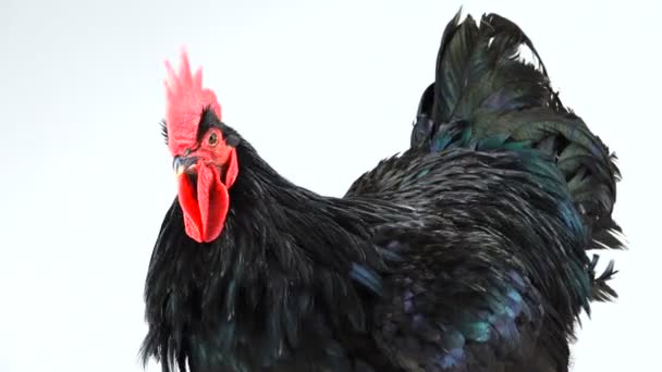 Portret Czarny Rooster Australorp Gallus Gallus Ciemnozielonym Uwiew Białym Ekranie — Wideo stockowe