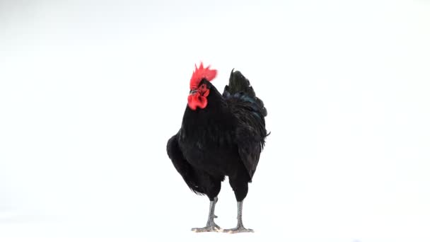 Fekete Kakas Australorp Gallus Gallus Sötétzöld Tollas Fehér Képernyőn — Stock videók