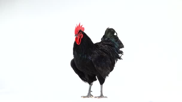 Fekete Kakas Australorp Gallus Gallus Sötétzöld Tollas Fehér Képernyőn — Stock videók