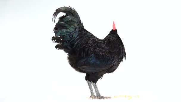 Zwarte Haan Australorp Gallus Gallus Met Donkergroen Verenkleed Wit Scherm — Stockvideo