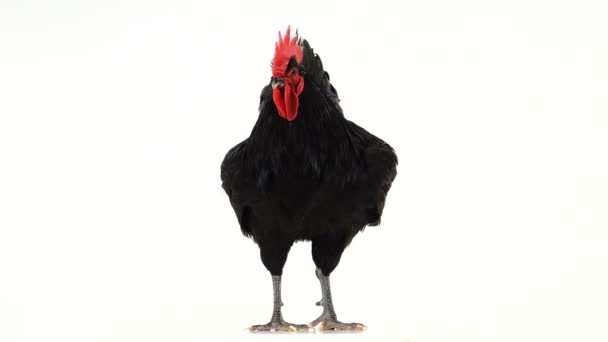 Zwarte Haan Australorp Gallus Gallus Met Donkergroen Verenkleed Wit Scherm — Stockvideo