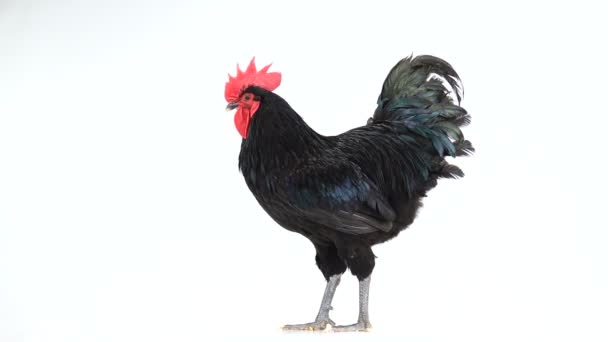 黑色公鸡澳大利普 加卢斯加卢斯 在白色屏幕上与深绿色羽毛 — 图库视频影像