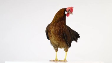 İtalyan keklik tavuk beyaz ekranda izole