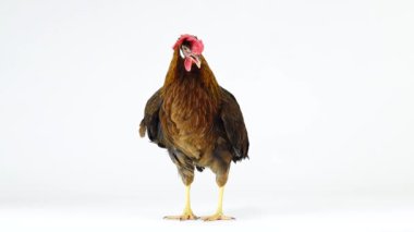 beyaz ekranda izole İtalyan keklik tavuk cluck. Ses