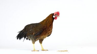 İtalyan keklik tavuk pecks tahıl beyaz ekranda izole. Ses
