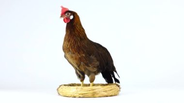 beyaz ekranda izole edilmiş bir yuvaüzerinde duran tavuk cluck. Ses