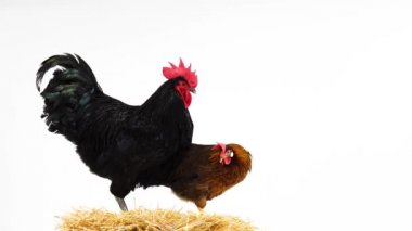 beyaz ekranda izole saman horoz ve tavuk