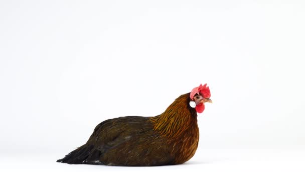 Συνεδρίαση Ιταλικό Κοτόπουλο Πέρδικα Απομονώνεται Λευκή Οθόνη — Αρχείο Βίντεο