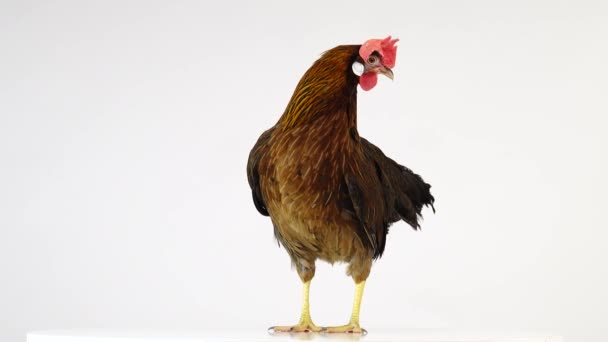 Italiensk Partridge Kyckling Isolerad Vit Skärm — Stockvideo