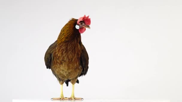 Куриные Куропатки Кукарекают Изолированные Белом Экране Звук — стоковое видео