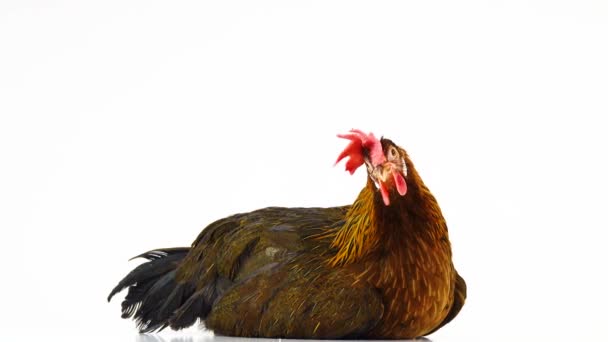 Rotates Italian Partridge Chicken Isolated White Screen — Stock Video