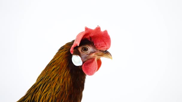 Rooster Sings Cluck Italian Partridge Chicken Isolated White Screen Sound — Stock Video