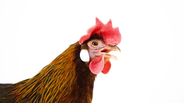 Κόκορας Τραγουδάει Και Κακάρισε Ιταλικό Κοτόπουλο Πέρδικα Απομονωθεί Λευκή Οθόνη — Αρχείο Βίντεο