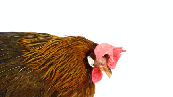 Spanie Włoski Kuropatwa Kurczaka Białym Ekranie — Wideo stockowe
