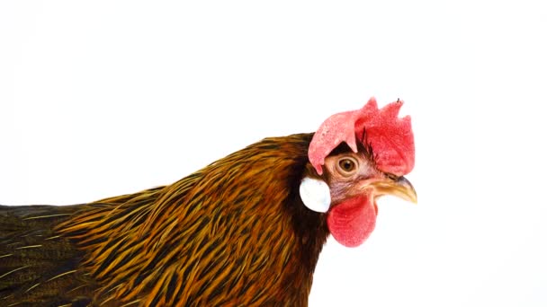 Ύπνος Ιταλικό Κοτόπουλο Πέρδικα Απομονώνεται Λευκή Οθόνη — Αρχείο Βίντεο