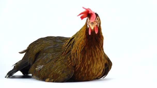 Falls Asleep Talian Partridge Chicken Isolated White Screen — Stock Video