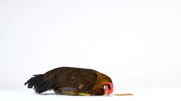 Perdrix Italienne Poulet Picore Grain Isolé Sur Écran Blanc — Video