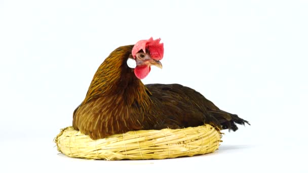 Cluck Italiaanse Patrijs Kip Zittend Een Nest Geïsoleerd Wit Scherm — Stockvideo