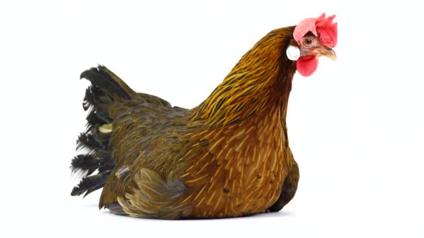 Gdakanie Włoski Kurczak Kuropatwa Białym Ekranie Dźwięku — Wideo stockowe