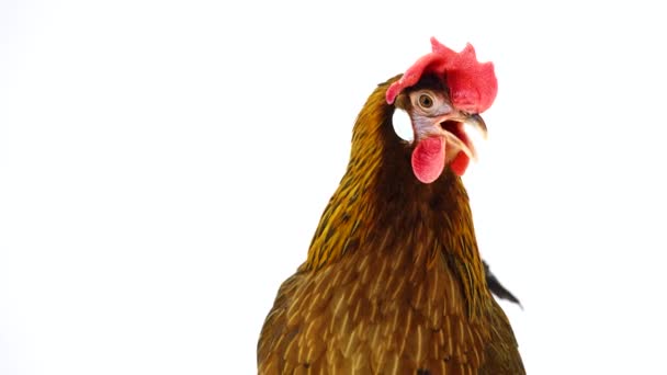 Kotyog Olasz Fogoly Csirke Elszigetelt Fehér Képernyőn Hang — Stock videók