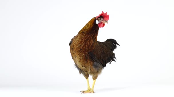Cluck Italian Partridge Kyckling Isolerad Vit Skärm Ljud — Stockvideo