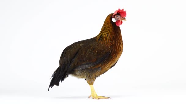 Włoski Kurczak Kuropatwa Białym Ekranie — Wideo stockowe