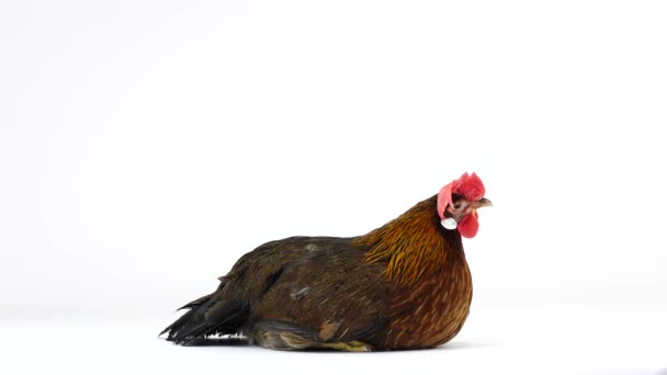 Italian Partridge Chicken Isolated White Screen — Stock Video
