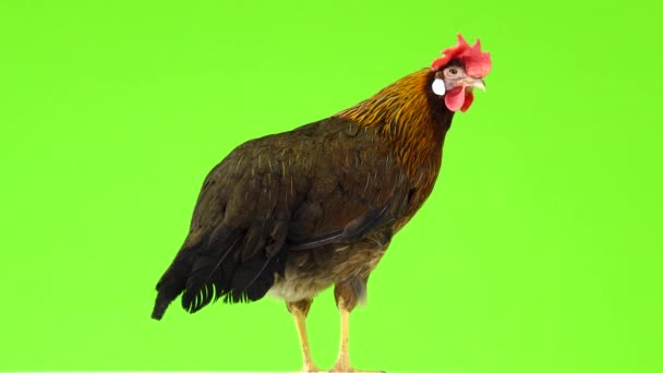Cluck Italian Partridge Kyckling Isolerad Grön Skärm Ljud — Stockvideo