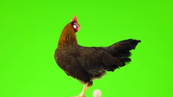 Chicken Laid White Egg Green Screen — Stock Video