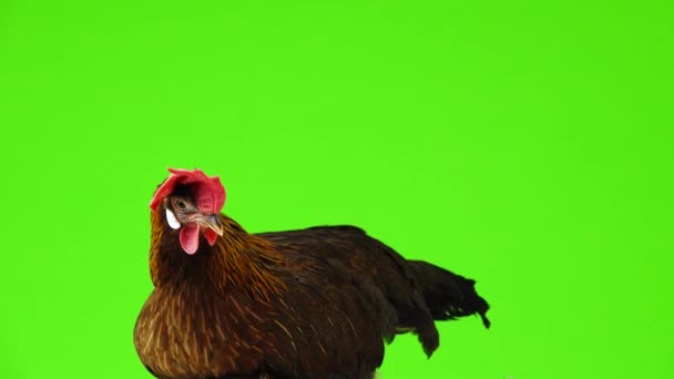 Курица Отложила Белое Яйцо Зеленом Экране — стоковое видео