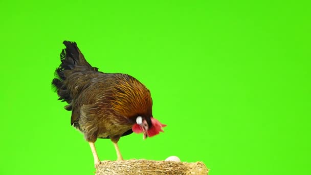 Chicken Nest Eggs Isolated Green Screen — Stock Video