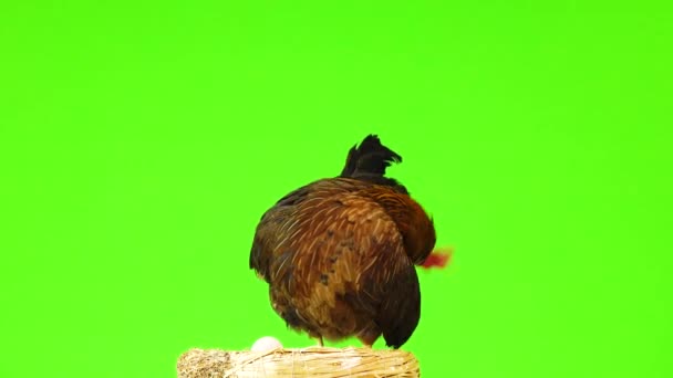 Курица Возле Гнезда Яйцами Изолированы Зеленом Экране — стоковое видео